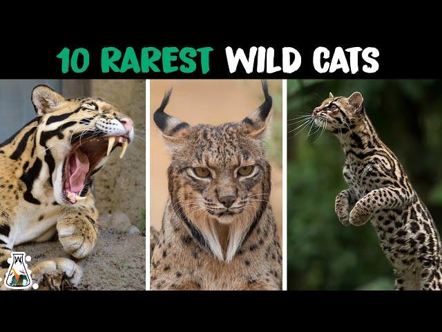 10 Rarest Wild Cats in The World