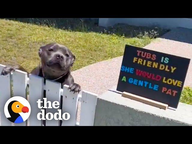 Pittie Patiently Waits By The Fence Each Morning To Greet His Neighbors | The Dodo