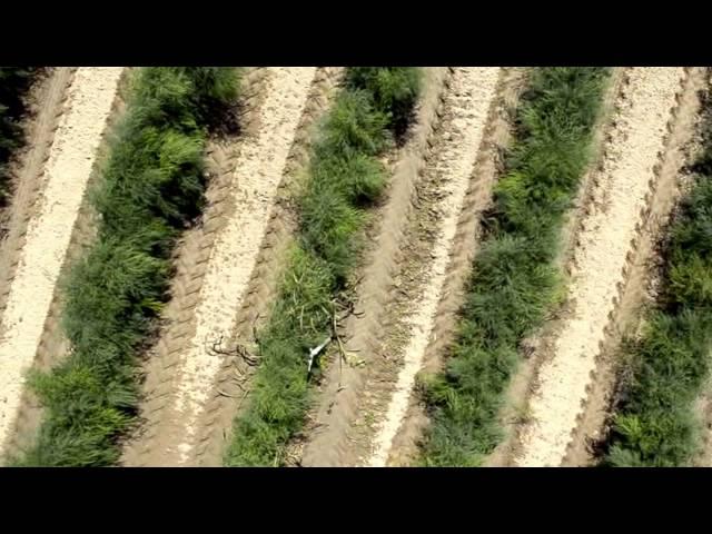 Spargelfeld Lusia / campi d'asparagi a Lusia