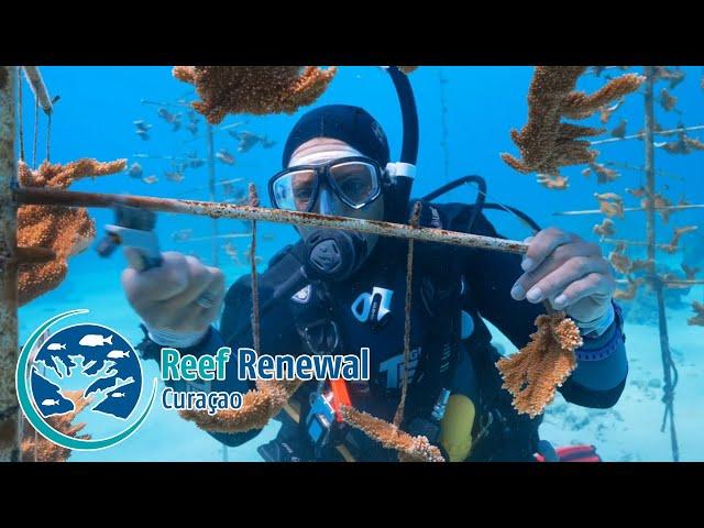 Reef Renewal Curaçao - Part 1