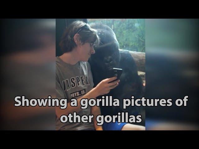 Gorilla reacts when he sees pictures of other gorillas on this guy's cell phone [ORIGINAL]