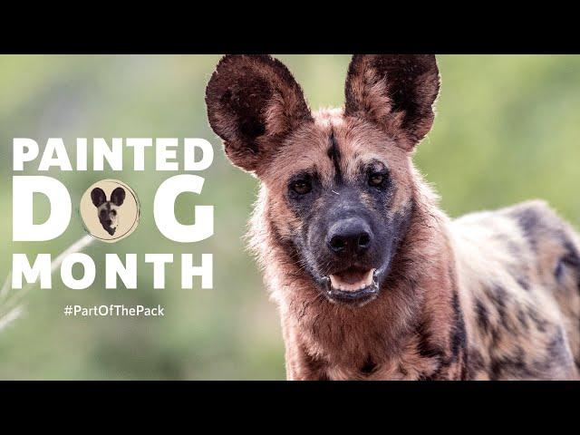 Painted Dog Month | Painteddog.tv