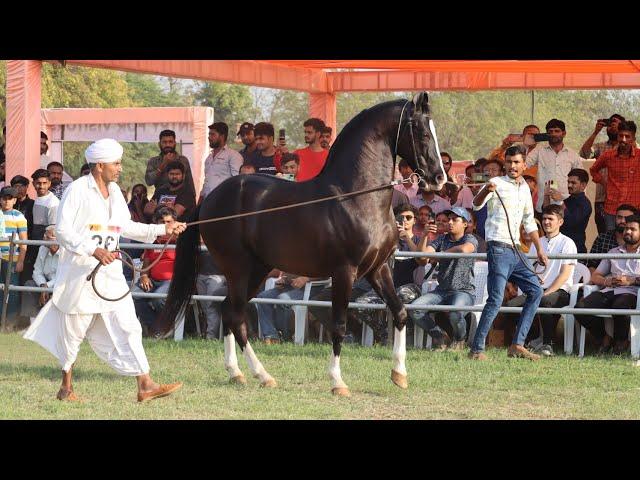 Marwari Stallion Ring video - Team Gujarat horse show  - Marwari horse video  || The Horses Of India