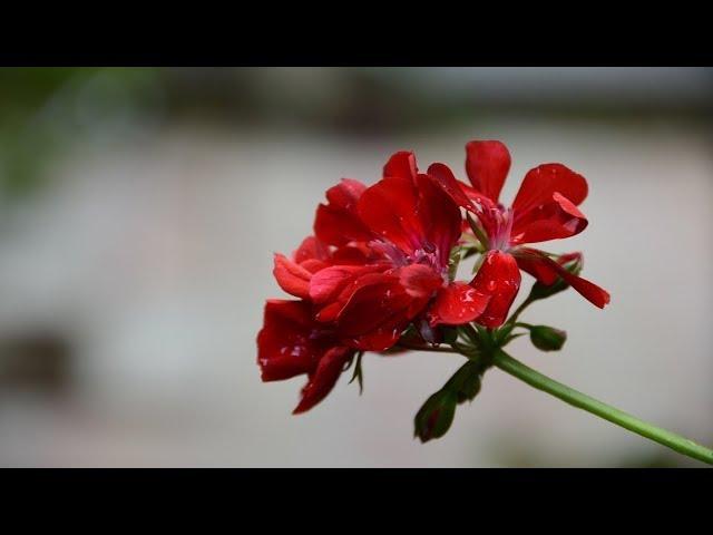 Pelargonium. How to cut pelargonium before bringing from the street?