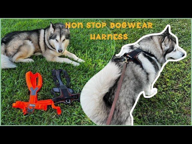 Non Stop dogwear harness | best harness for snow dogs?