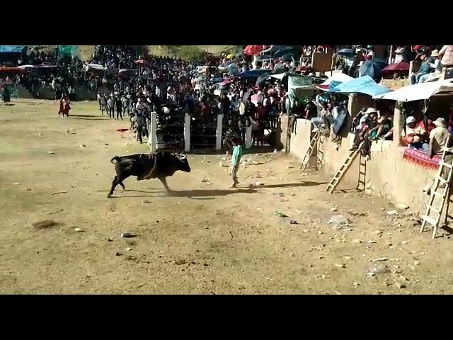 Toro y Hombre Enfrentados