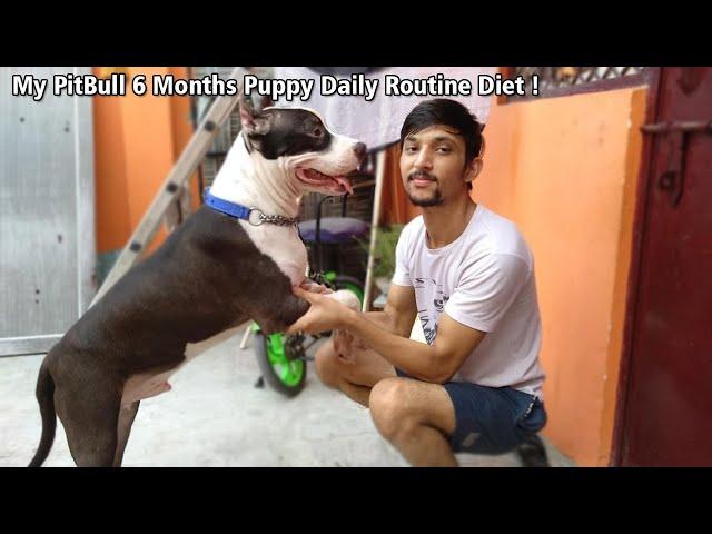 Which Diet Best Your Dog, My PitBull 6 Months Puppy Daily Routine Diet | oscar