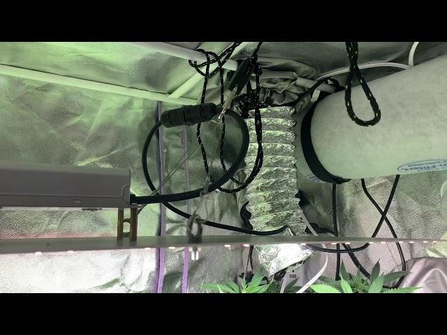 2020 Floraflex and making feminized seeds Part 6