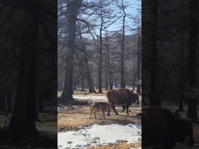 엄마소 아기소  #여행 #시골 #cow #country