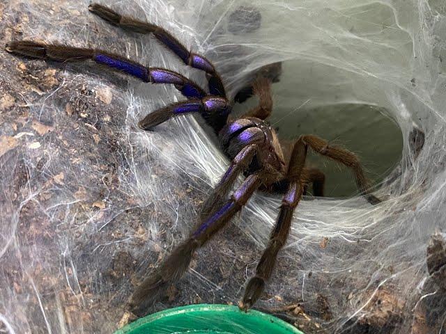 Chilobrachys sp  Electric Blue  rehouse and care