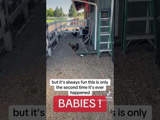 Babies on the Farm!  Back Forty Farms, Idaho