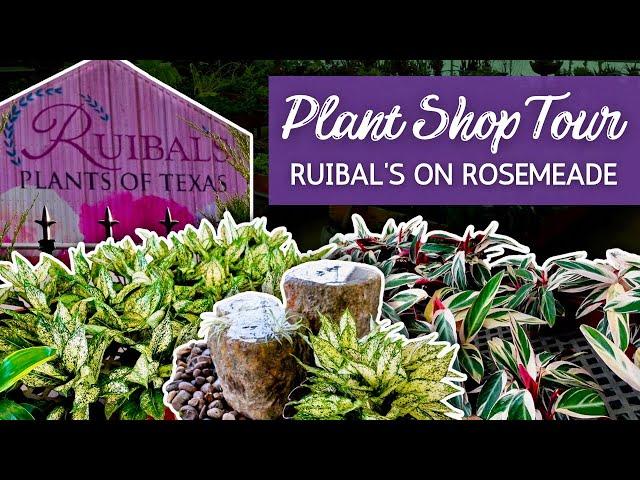 Let's Tour One of My Favorite Houseplant Shops! | Ruibal's on Rosemeade Plant Shop Tour