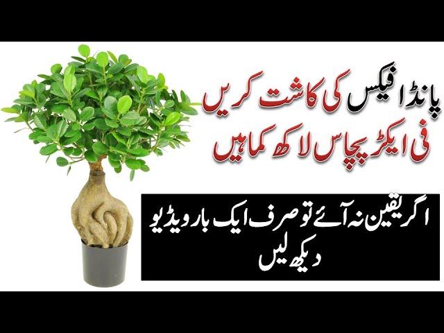 Panda ficus business || Highly Profitable business|| bonsai making in Urdu & Hindi