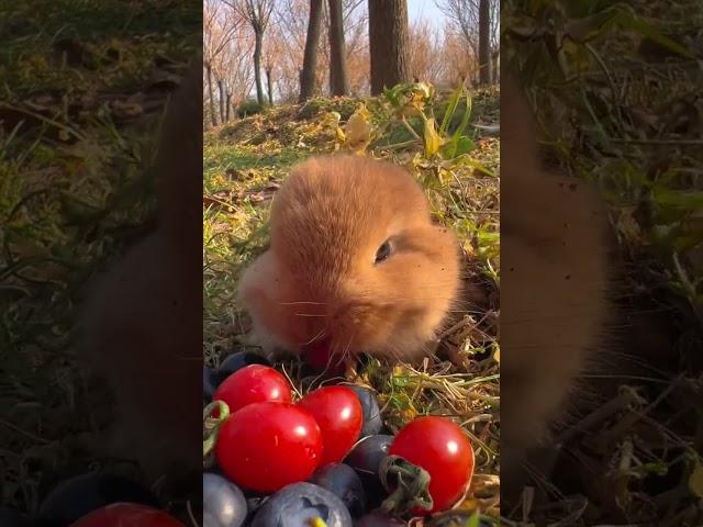 Little rabbit eating small tomatoes Cute pet debut plan Rabbit