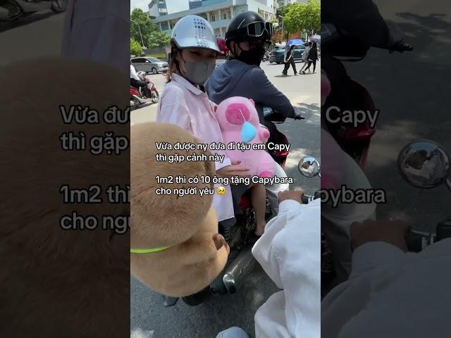 Hội những người cuồng capy gặp được nhau #bemori #gaubong #gấu bông #capybara