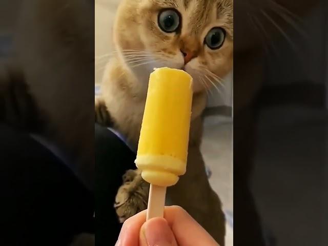 Приколы про животных/приколы про кошек и собак #shortvideo #catfunny #cat @Rydik