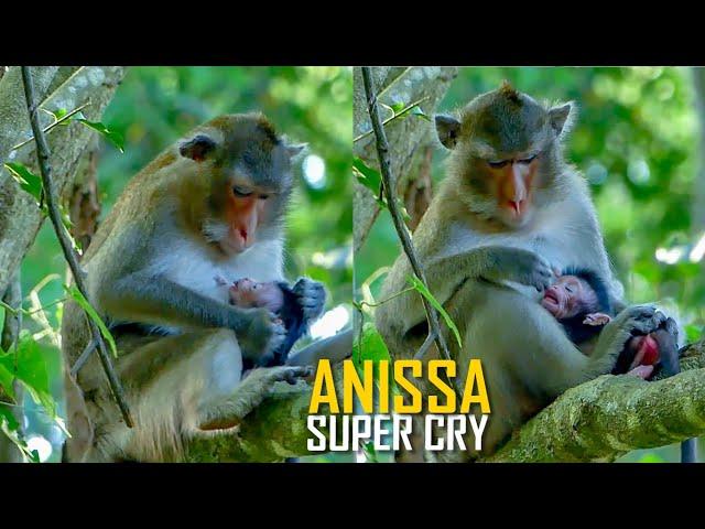 Million Pity! Poor Baby Monkey Anissa Just Born Why Mum Anna Mistreat Very Hard Like This?