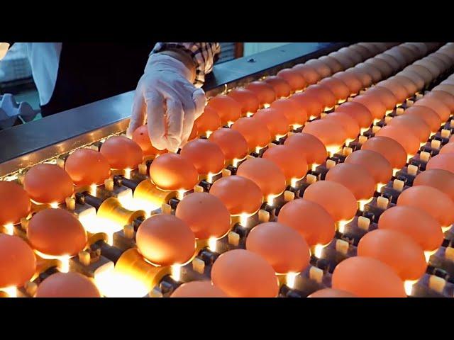 Top 10, Best Korean Food Mass Production Process. Amazing Korean Food Factory