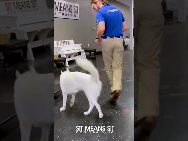 Watch our furry friend become their best self!