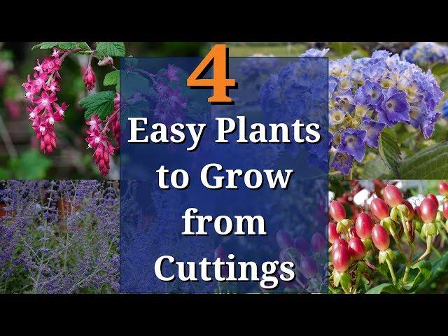 4 Easy Plants to Grow from Cuttings