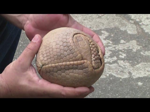 Brazil's Armadillo mascot in the spotlight