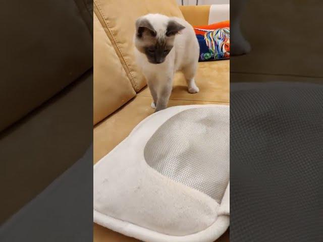 Little cat fights massage pillow