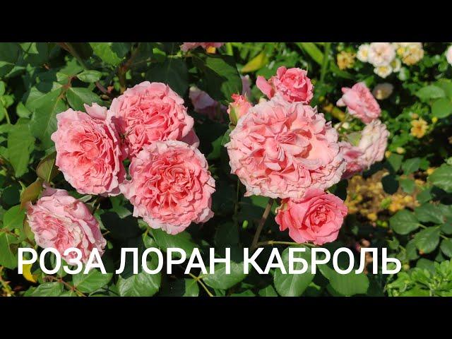 Роза Лоран Каброль  Супер роза. (Laurent Cabrol, Massad, 2009)