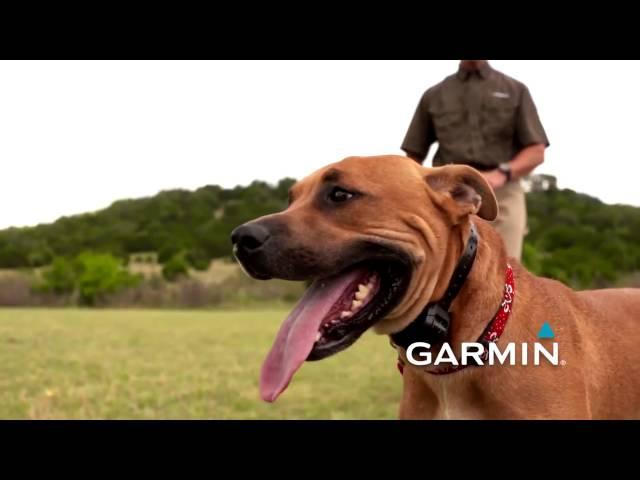 Garmin - Training with an e Collar