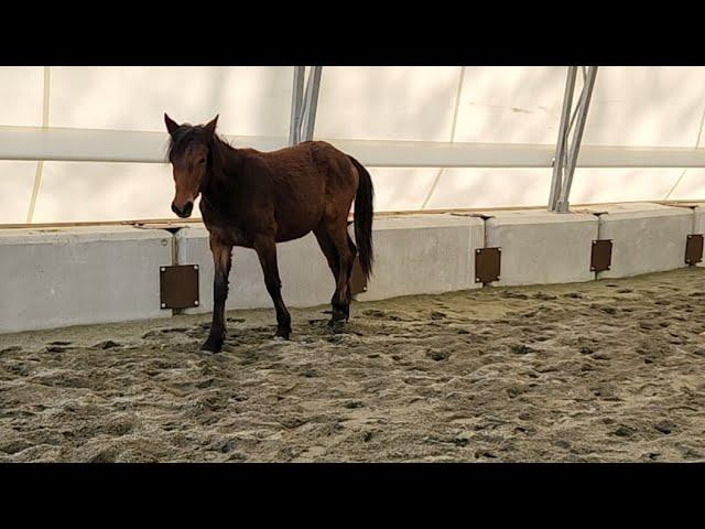 Live Q&A With Baby Mocha
