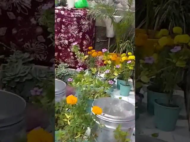 Painting the plant pots.#negi Kiran vlog #shortvideo #viralvideo #uttarakhand