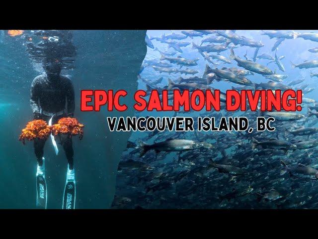 Snorkeling with Salmon & King Crab Tacos #vancouverisland #britishcolumbia #canada