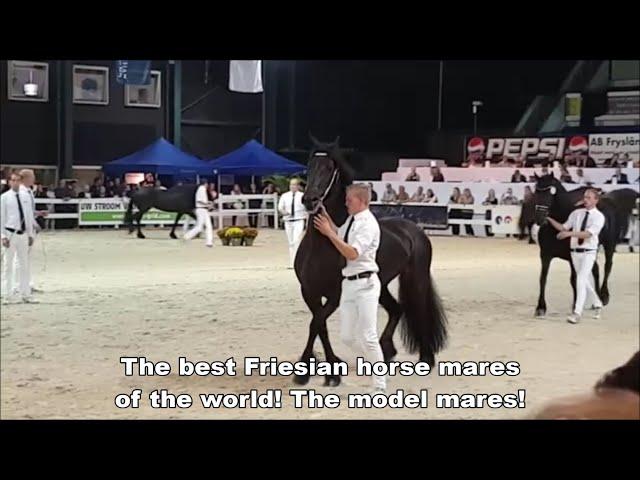 The best Friesian horse mares of the world! And a lot more at the Central Inspection.