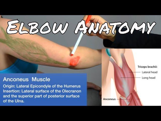 Anatomy of the Elbow - Motion Specific Release