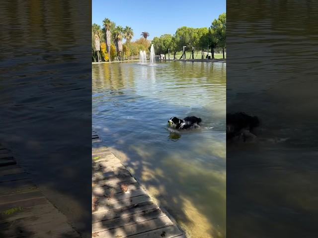 撚狗日記13邊牧游泳！Dog Walking Diary 13  Border Collie swimming!