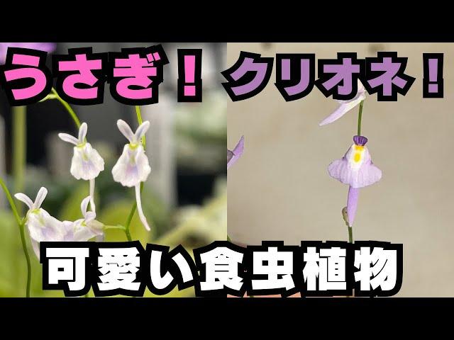 [ウサギ？クリオネ？]かわいい花をつける食虫植物ミミカキグサのご紹介　観葉植物　テラリウム　アクアリウム