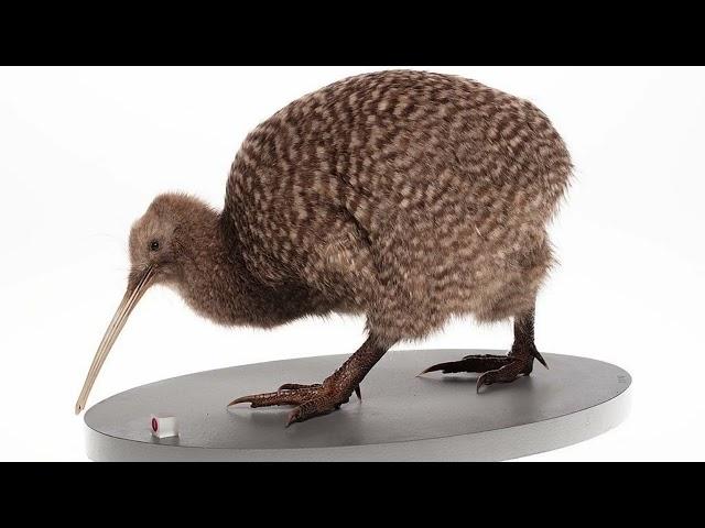 Amaze-wing Facts About The Great Spotted Kiwi For Kids