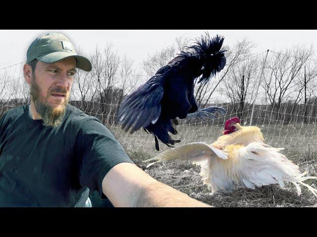 Why do roosters fight? Moving the coop leads to a showdown...