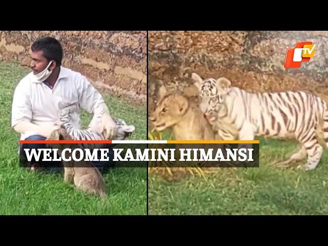 Meet Kamini & Himansi - Lion And Tiger Cubs At Nandankanan Zoo In Bhubaneswar | OTV News