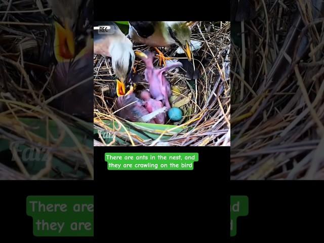 There are ants in the nest, and they are crawling on the bird. #birds