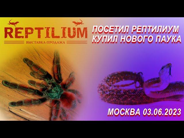 REPTILIUM 03.06.2023 МОСКВА. Выставка-продажа террариумных животных. Купил себе нового паучка.