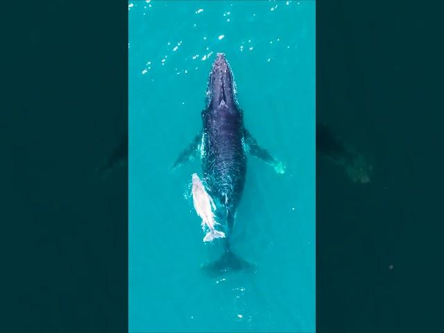 Ningaloo Whales