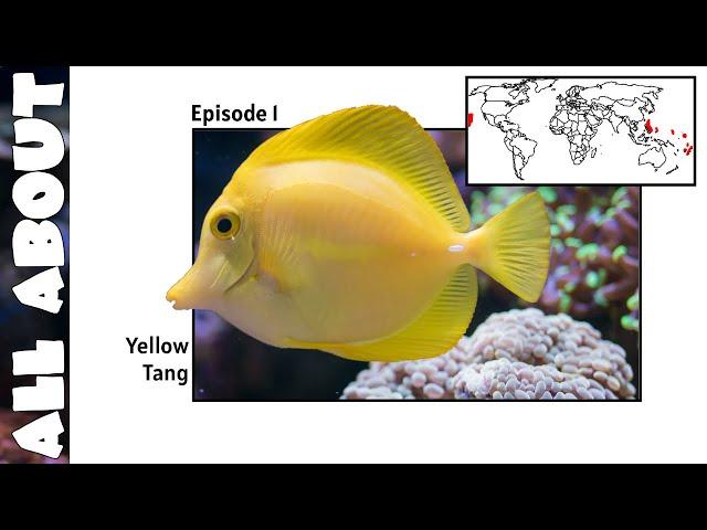 Yellow Tang | All About Documentary Series