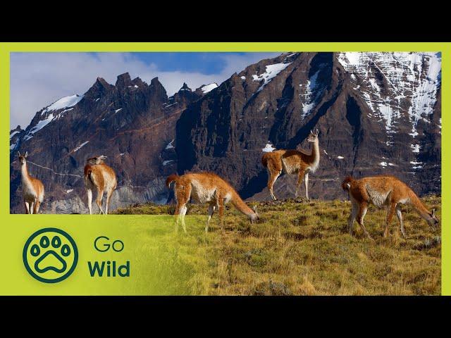 Wild Faces of the Andes | Go Wild