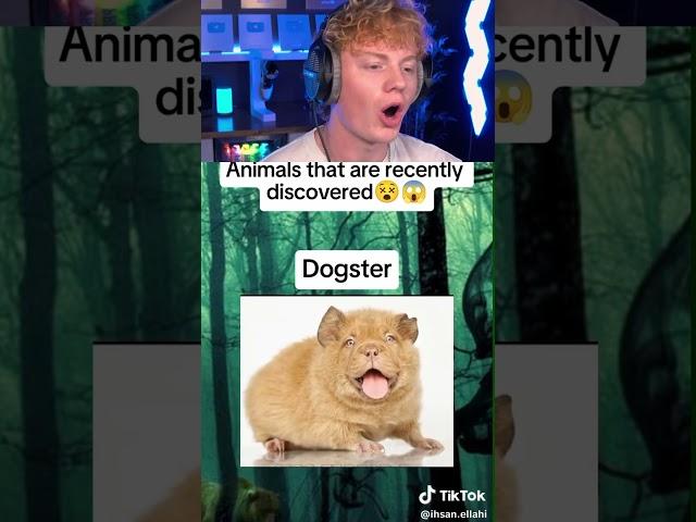 Animals Recently Discovered! 