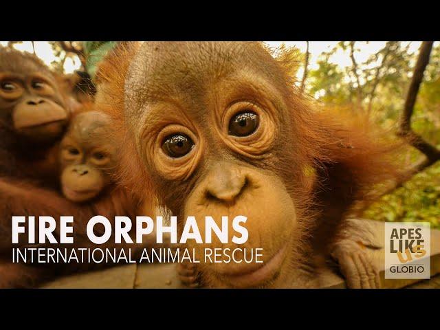 FIRE ORPHANS: International Animal Rescue