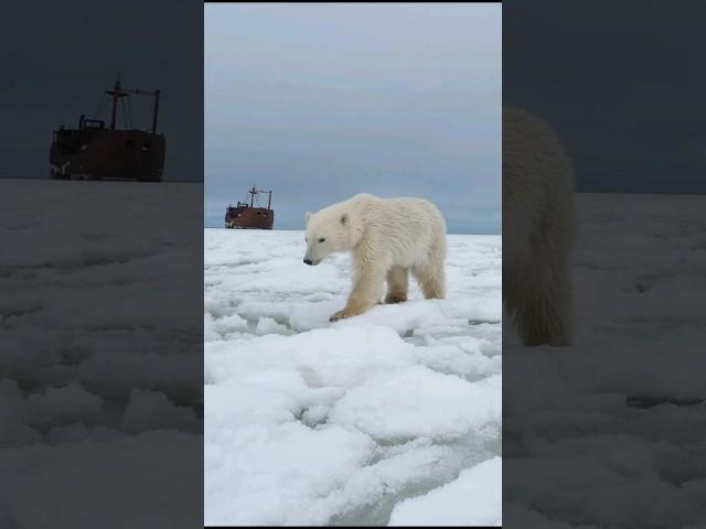 young polar bear waiting for the ice to freeze on the Hudson bay.