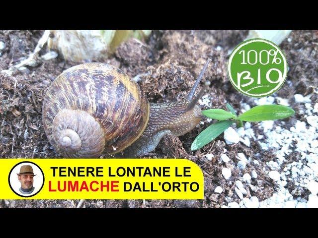 TENERE LONTANE LE LUMACHE DALL'ORTO