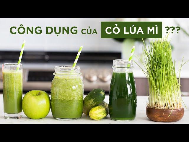 CÔNG DỤNG VÀ CÁCH ÉP NƯỚC CỎ LÚA MÌNH BẰNG MÁY SINH TỐ - Wheat Grass