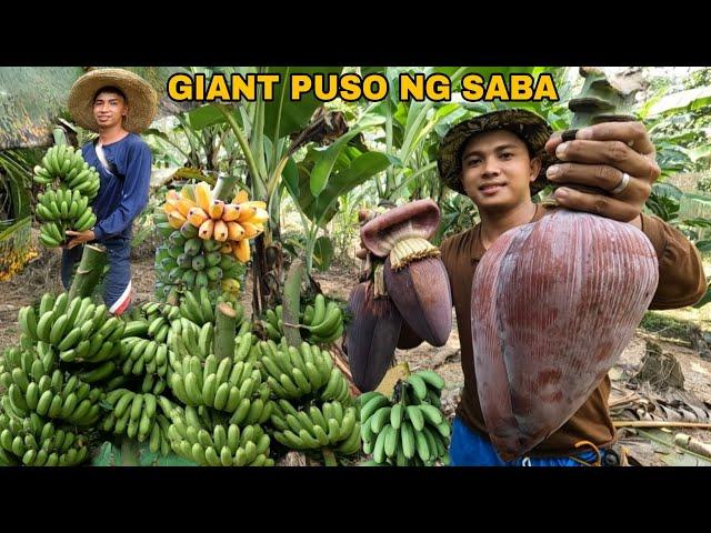 PAGHAHAPAY NG SAGING SA AREA no. 2 AT PAGLILIPAT NG PUNLA UPO