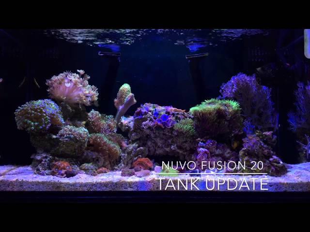 Nuvo Fusion 20 (Quick Update)